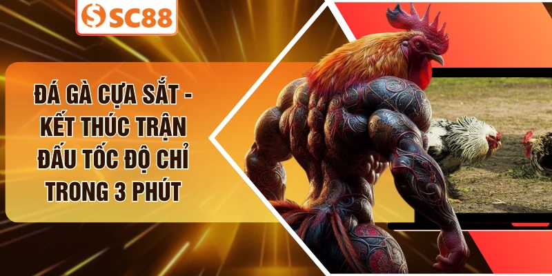 Đá Gà Cựa Sắt - Kết Thúc Trận Đấu Tốc Độ Chỉ Trong 3 Phút